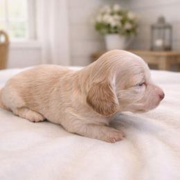 Cream Female - Limited AKC - Cream female Dachshund puppy in Nashville, Tennessee from Farmhouse Sausages - Located in TN delivers all over US including California