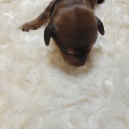 Dachshund Puppies from CLARK'S BREEDING PROGRAM