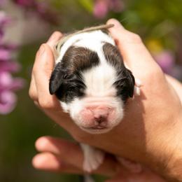 Saint Bernard Puppies from Southern Giants
