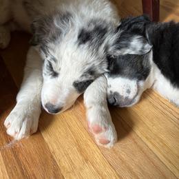 Border Collie Puppies from Roaring River Border Collies