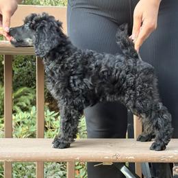 Marble - Black Collar - Phantom male Poodle puppy in Eugene, Oregon from Mount Zion Kennels
