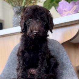 Green - Chocolate male Goldendoodle puppy in St George, Utah from Doodle Bears of Southern Utah