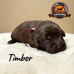 Timber - Chocolate female Labrador Retriever puppy in Dickson, Tennessee from Cane Creek Labradors