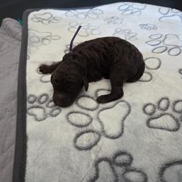 Diva -purple collar - Brown female Bernedoodle puppy in Aurora, Colorado from Simply Amazing Doodles