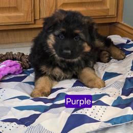 Purple Collar - Black and red female German Shepherd puppy in Sumner, Iowa from Vom Wilke Kennels