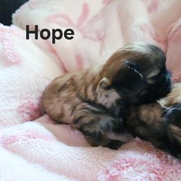 Hope - Red and tan female Shih Tzu puppy in Center Point, Iowa from Puppies in a Box Shih tzus