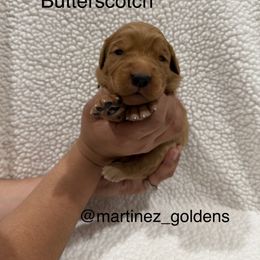 Butterscotch - Golden female Golden Retriever puppy in Victorville, California from Martinez Goldens