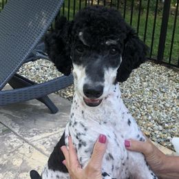 Bernedoodles, Bernese Mountain Dogs, and Poodles from Granny Creek Bernedoodles