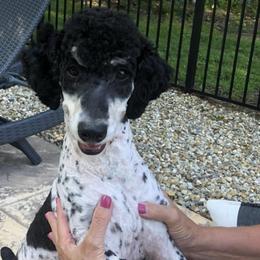 Bernedoodles, Bernese Mountain Dogs, and Poodles from Granny Creek Bernedoodles