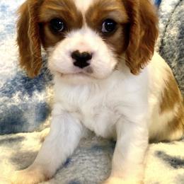 Cavalier King Charles Spaniels and Pembroke Welsh Corgis from Starry Lane Corgis and Cavaliers