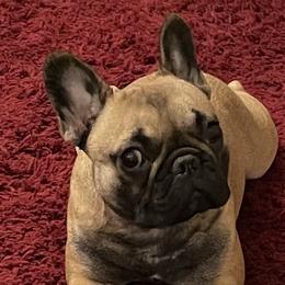 Bianca/Binky - French Bulldog