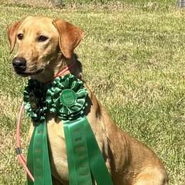 Labrador Retrievers from Daylin’s Doodles & Labradors