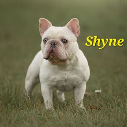 French Bulldog puppies from The Bully Barn