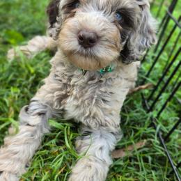 Celebration- potty training started - Merle male Australian Labradoodle puppy in Connersville, Indiana from Dessie's Doodles