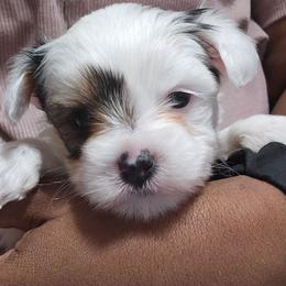 Comet - Parti male Yorkshire Terrier puppy in Atlanta, Georgia from Royal Beauties Yorkies of Atlanta