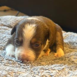 Liberty - Tri-color female Border Collie puppy in Lakeport, California from Akins Aussies/Wild Rose Ranch