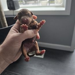 Chocolate And Tan Girl 1 - Chocolate and tan female Miniature Pinscher puppy in Blossvale, New York from CNY Miniature Pinschers
