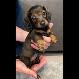 Girl 2 - female Dachshund puppy in Summerville, South Carolina from Palmetto Puppies