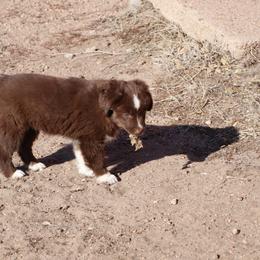 Miniature Australian Shepherd Puppies from Bock's Mini Aussies