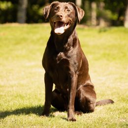 Willow - Labrador Retriever