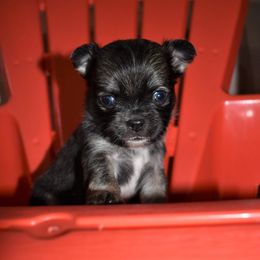 Chihuahuas from Legally Blonde Chihuahua's