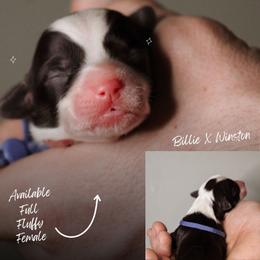Anne - Black and tan female Pembroke Welsh Corgi puppy in South Otselic, New York from Ridge Top Corgis
