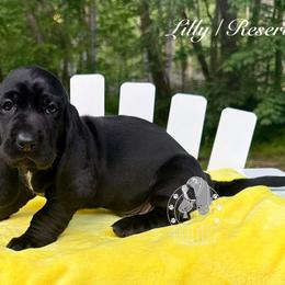 Lilly - Black and white female Basset Hound puppy in Dingess, West Virginia from Tuckers' Howling Hounds