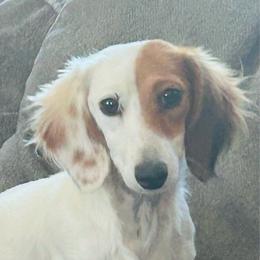 Jessie - Dachshund