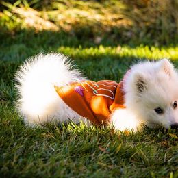 Japanese Spitz Puppies from Colorado Japanese Spitz