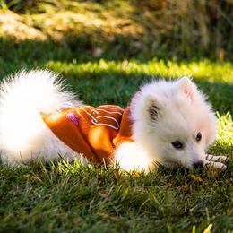Japanese Spitz Puppies from Colorado Japanese Spitz