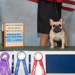 LOCA - French Bulldog