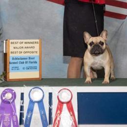 LOCA - French Bulldog
