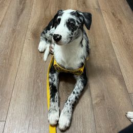 Daisy - Border Collie