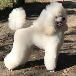 Poodle Puppies from Anutta Poodles