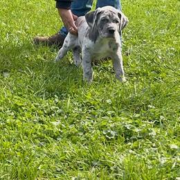 Great Dane Puppies from BkB’s House of Danes