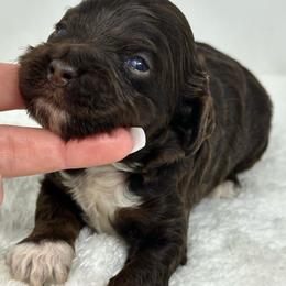 Blue collar boy - Brown and tan male Cockapoo puppy in Oologah, Oklahoma from Timber Hills Poodles and Doodles
