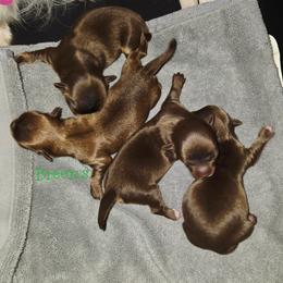 Solid chocolate girl - Chocolate female Chihuahua puppy in Richmond, Virginia from Breens