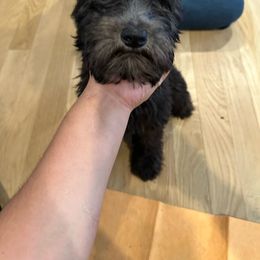 Posey - Goldendoodle puppy from Zona’s Teddybear GoldenDoodles