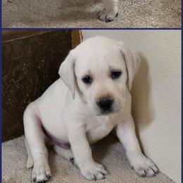 Alex - Yellow male Labrador Retriever puppy in Middleburg, Pennsylvania from Countrylanes labs