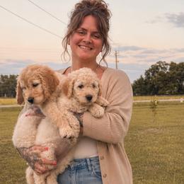 Goldendoodles from Pickle Creek Kennels