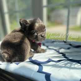 AKC Mochi - Blue female French Bulldog puppy in Powder Springs, Georgia from Twinkle Paws Frenchies and Yorkies