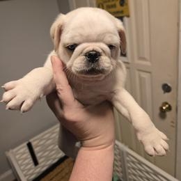 Banana - White male Pug puppy in Auburn, Kentucky from Prentice Family Pugs