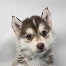 Pink lady - Red and white female Siberian Husky puppy in Kansas City, Missouri from Anuun's Huskies