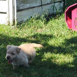 Barbie - Wheaten female Scottish Terrier puppy in Pineview, Georgia from Carsten's Scottish Terriers