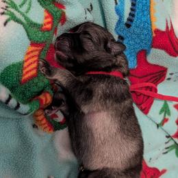 Red collar - Gray cream and black male Keeshond puppy in Tumwater, Washington from Merrythought Keeshonden