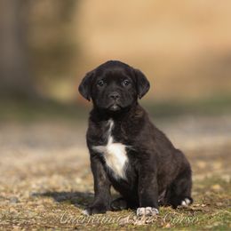 Banshee - Black brindle female Cane Corso puppy in Cable, Ohio from Americana Cane Corso