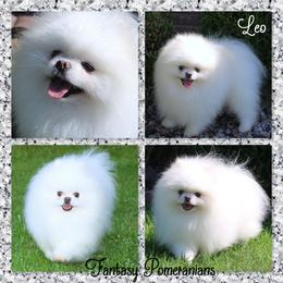 Leo - Pomeranian