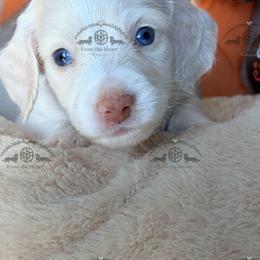 Mr. Dk. Green-3200 - Piebald male Dachshund puppy in Sparr, Florida from From the Heart Doxies