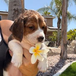 Destiny - Black white and tan female Beagle puppy in Norco, California from Prairie Tail Beagles