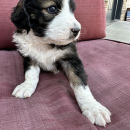 Trace - Aussiedoodle puppy in Idaho from Doodle Doggie Farm